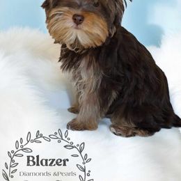 Yorkshire Terrier Puppies from Diamonds & Pearls Yorkshire Terriers