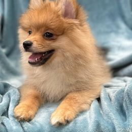 Boy 4 - Orange sable Pomeranian puppy in Decatur, Georgia from Pomma Momma Pomeranians