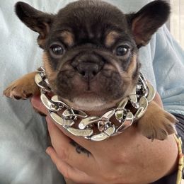 French Bulldog Puppies from Dunromin Farm
