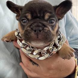 French Bulldog Puppies from Dunromin Farm