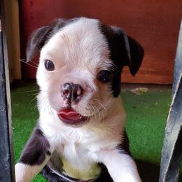 Boston Terriers from Terry Anderson