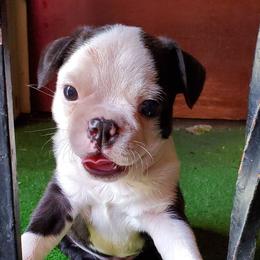 Boston Terriers from Terry Anderson