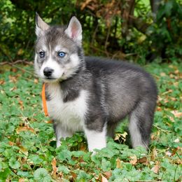 Candy - Agouti and white female Siberian Husky puppy in Knoxville, Tennessee from The Siberian Empire