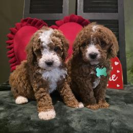 Bear - Red male Bernedoodle puppy in Bristol, Tennessee from 4goldendoodles