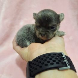 Blue tri girl. - Blue and tan female Chihuahua puppy in Richmond, Virginia from Breens