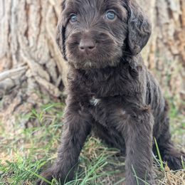 Kennedy - Chocolate female Labradoodle puppy in Snowflake, Arizona from Az Mountain Doodles