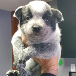 Full mask True Blue - Blue speckled female Australian Cattle Dog puppy in Lenoir, North Carolina from Blue Coyote Ranch