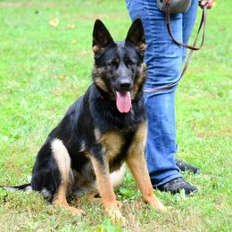 Maui - German Shepherd