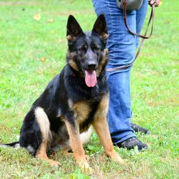 Maui - German Shepherd
