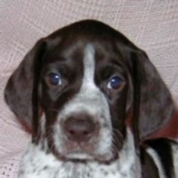 German Shorthaired Pointers from Mar-Key Shorthairs
