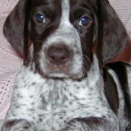 German Shorthaired Pointers from Mar-Key Shorthairs