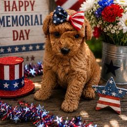 MP Toy - Red  female Poodle puppy in Benson, North Carolina from A Bundle of Love