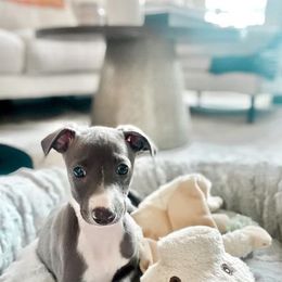 Bernedoodle and Italian Greyhound Puppies from Willow Bend Kennel