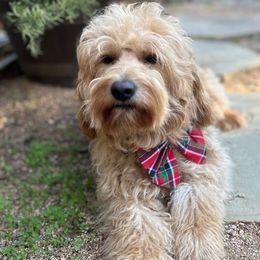 Nala - Goldendoodle