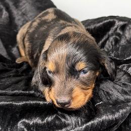 Five - Black and tan male Dachshund puppy in Salyersville, Kentucky from Lavendell Dachshunds