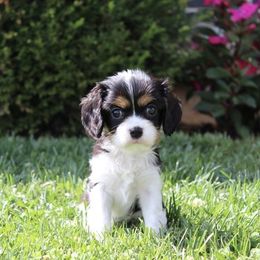 Dasher - Tri-color female Cavalier King Charles Spaniel puppy in Sacramento, California from Davidson's Sweet Cavaliers