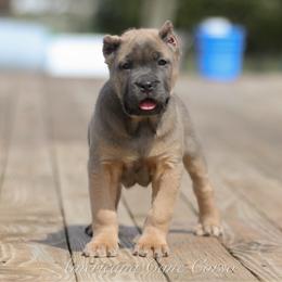 Carmella - Gray and fawn female Cane Corso puppy in Cable, Ohio from Americana Cane Corso