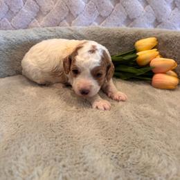 Micah - Parti female Goldendoodle puppy in Bucyrus, Missouri from Hill Top Pomskies