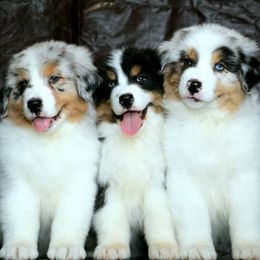 Australian Shepherds and Tibetan Mastiffs from Drakyi Tibetan Mastiffs