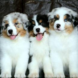 Australian Shepherds and Tibetan Mastiffs from Drakyi Tibetan Mastiffs