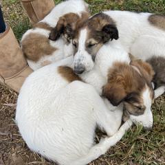 Borzoi Puppies from Oronzova Borzoi