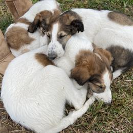 Borzoi Puppies from Oronzova Borzoi