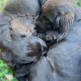 Boykin Spaniel Puppies from Price & Co.