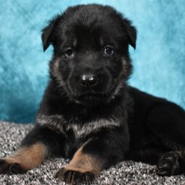 German Shepherd Puppies from Paws Of Germany