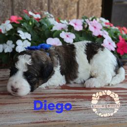 Diego - Brown and white male Bernedoodle puppy in Heyworth, Illinois from Cobble Creek Puppies