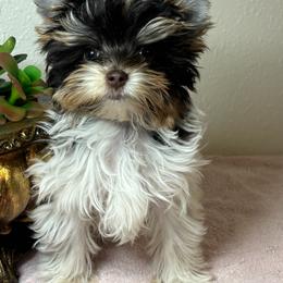 Malachi - Chocolate tan and white male Biewer Terrier puppy in Oklahoma from Rocky Oak Cavaliers & Biewer Terriers LLC