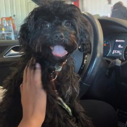 Companion Cross, Maltese, Morkie, and Yorkipoo All Grown Up from MC Kennels