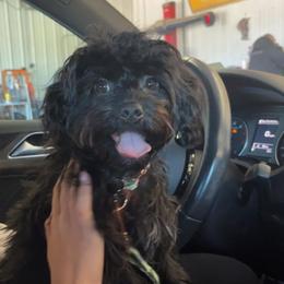Companion Cross, Maltese, Morkie, and Yorkipoo All Grown Up from MC Kennels
