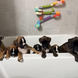Boxer Puppies from Shalyce Pifer