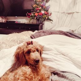 Goldendoodle and Poodle Puppies from Oodles of Doodles Ut