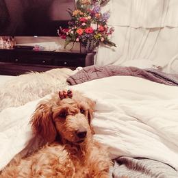 Goldendoodle and Poodle Puppies from Oodles of Doodles Ut