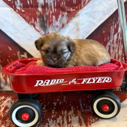 Adriana - Liver female Shih Tzu puppy in Success, Missouri from Sweet Success