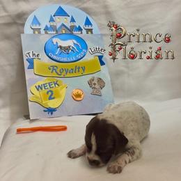 Prince Florian - Liver and white male German Shorthaired Pointer puppy in North Branch, Minnesota from Chrishelle Farm