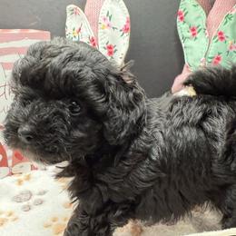 Tiki - Black male Maltipoo puppy in Colonial Beach, Virginia from BeachRidge Pups