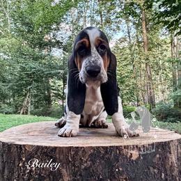 Bailey - Black white and brown female Basset Hound puppy in Dingess, West Virginia from Tuckers' Howling Hounds