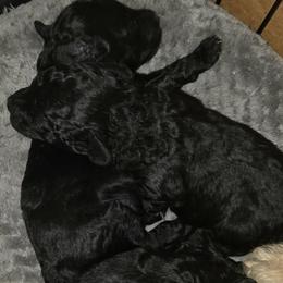 Boy 3 - Black male Poodle puppy in North Augusta, South Carolina from Tiny Paws Luxury Pets