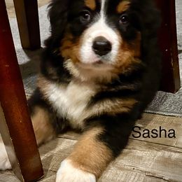 Remington - Black rust and white male Bernese Mountain Dog puppy in Strasburg, Ohio from Lois Allison