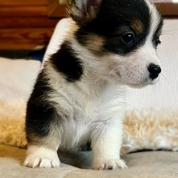 Daisy - Black and tan Pembroke Welsh Corgi puppy in Inola, Oklahoma from Pine Lane Pembrokes
