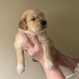 Pink collar - Golden female Golden Retriever puppy in Indianapolis, Indiana from ZuGolden Retrievers & Doodles