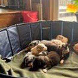 Australian Shepherds from Liam's Litters