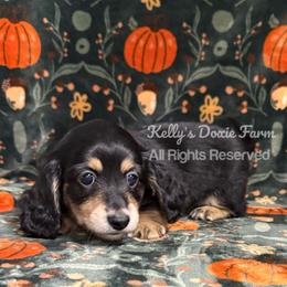 Black and Cream Female Longhair - Black and cream female Dachshund puppy in Cleveland, Tennessee from Kelly's Doxie Farm