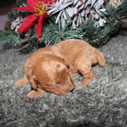 Girl 2 - female Australian Shepherd puppy in Stokesdale, North Carolina from His and Hers Poodles and Doodles