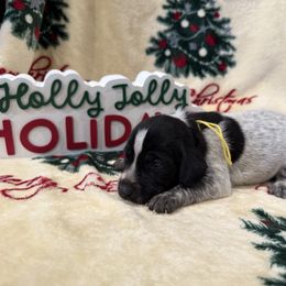 Yellow - Black roan female German Shorthaired Pointer puppy in Huntington, Texas from B&B GSP’S