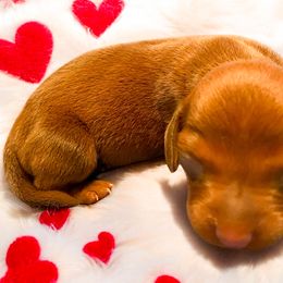Dachshunds from Mendez’s Dachshunds