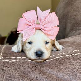 Girl 2 - Cream female Dachshund puppy in Hornbeck, Louisiana from A&Z Mini Dachshunds