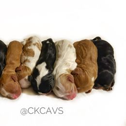 Cavalier King Charles Spaniel Puppies from Chris & Katie Cavaliers